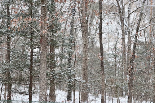 Photos gratuites de fond de neige, forêt d'hiver