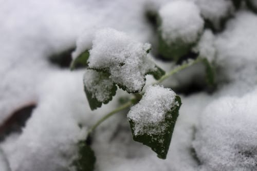 Free stock photo of dark green plants, snow covered ground