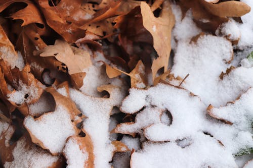 Free stock photo of brown leaves, snow, snow covered ground