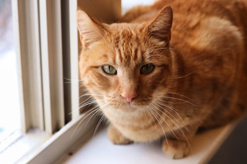 Orange Tabby Cat on White Table