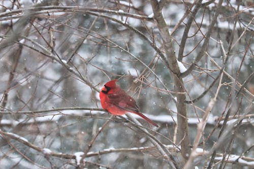 Free stock photo of cardinal, snow, winter forest