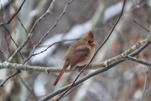 Free stock photo of cardinal, female cardinal, winter forest