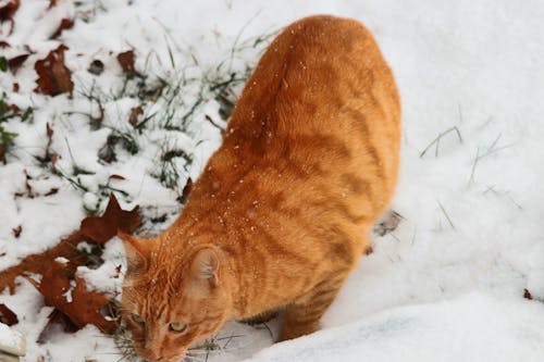 Free stock photo of animals hunting, snow, tabby cat
