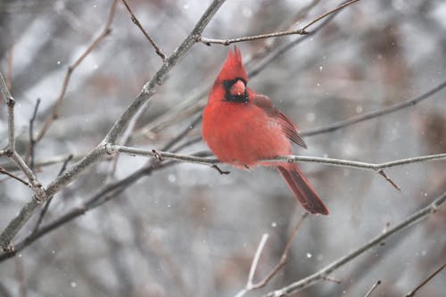 Free stock photo of cardinal, snow, winter forest