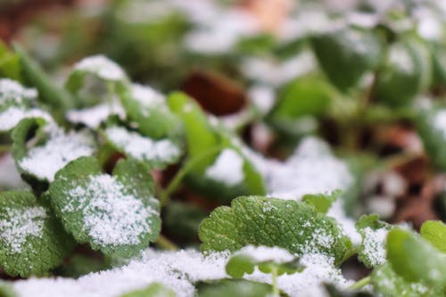 Free stock photo of green plant, snow covered ground
