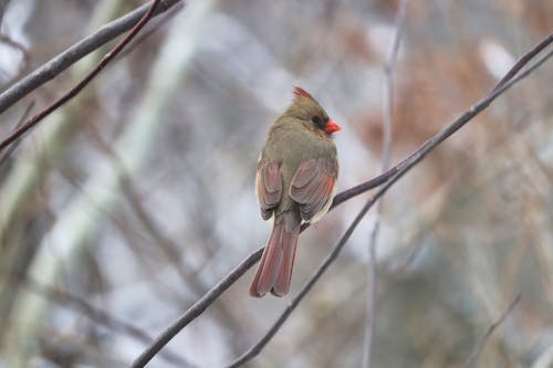 Free stock photo of cardinal, female cardinal, winter forest