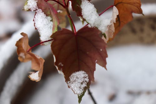 Gratis stockfoto met esdoornbladeren, sneeuw bedekt