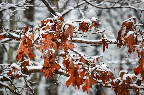 Photos gratuites de arbres couverts de neige, forêt d'hiver, neige