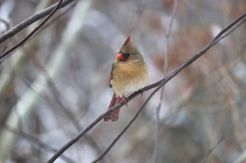 Photos gratuites de cardinal, cardinal féminin, forêt d'hiver
