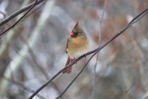 Free stock photo of cardinal, female cardinal, winter forest