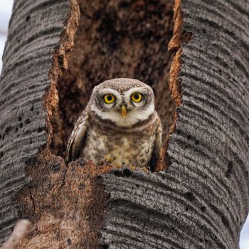 OwlyMail
