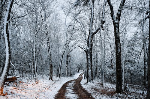 Dirt Road in a Forest Between Bare Trees During Winter