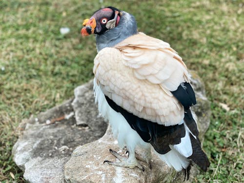 ハゲタカ, 猛禽の無料の写真素材