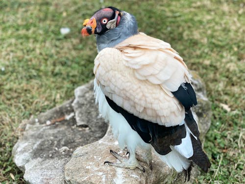 Gratis stockfoto met gier, roofvogel