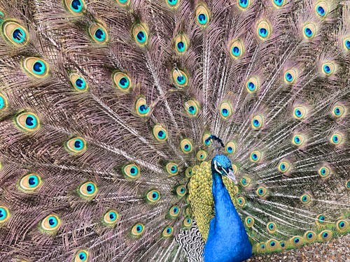 Free stock photo of peacock, peacock feathers
