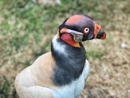 Gratis stockfoto met gezicht, gier, roofvogel