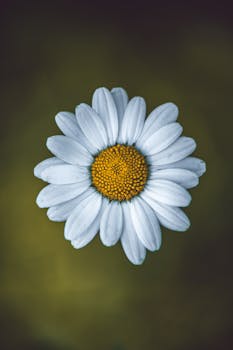 Detailed macro shot of a white daisy against a soft green background, highlighting its yellow center.