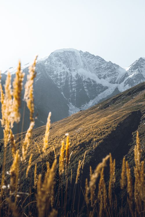 Free Scenic view of snow-capped mountains with golden grasses in the foreground. Stock Photo