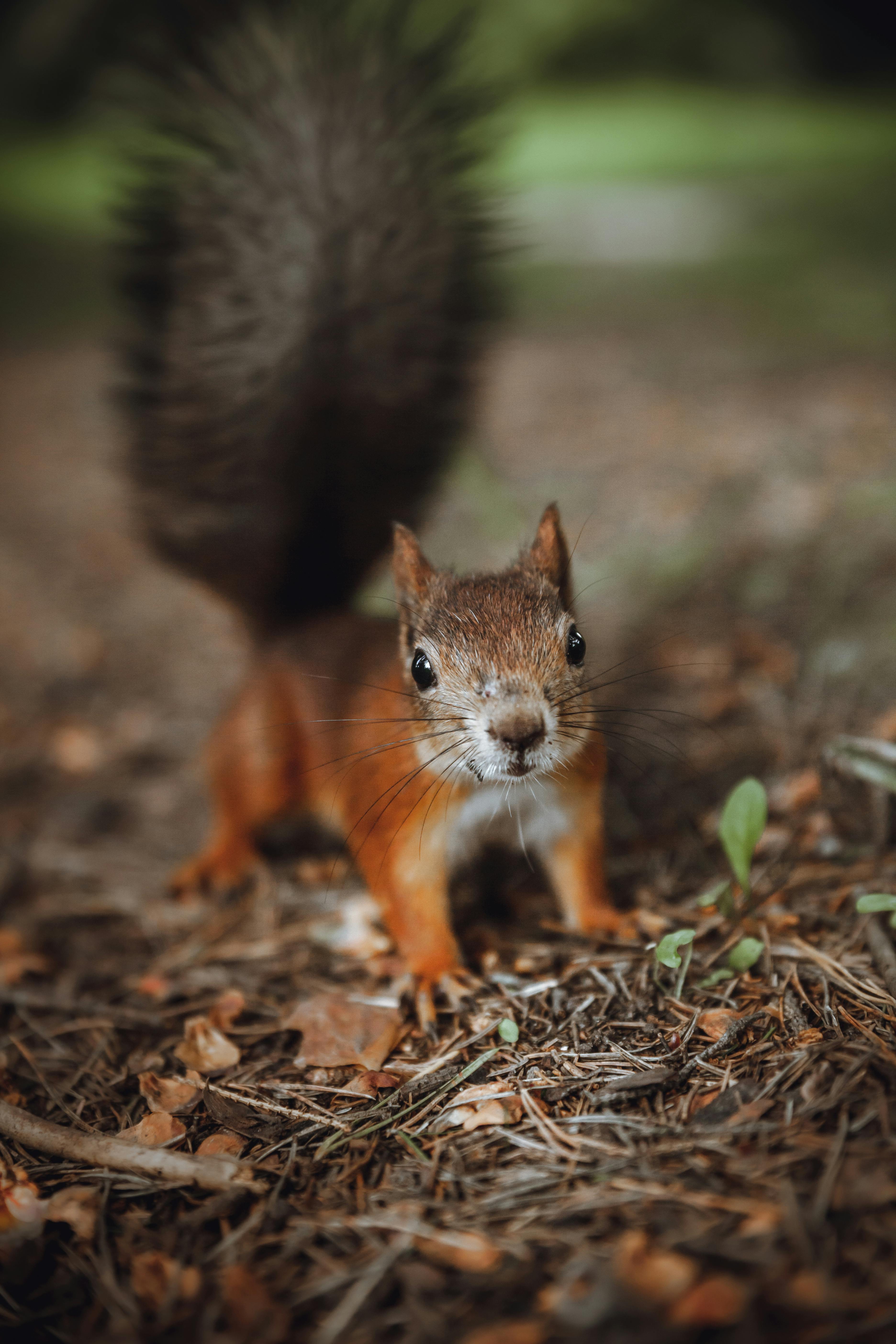 Squirrels Wallpapers - Wallpaper Cave