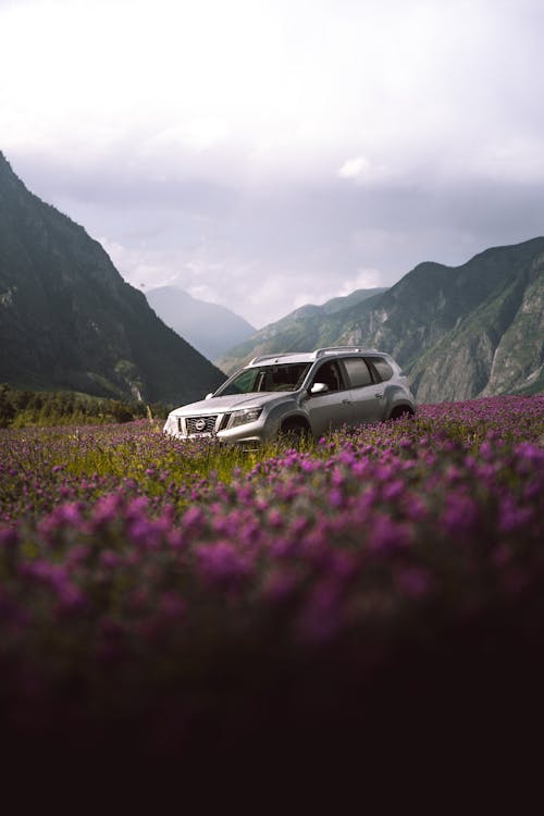 Silver Car on Purple Flower Field Near Mountains