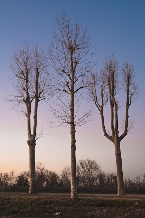 Foto d'estoc gratuïta de arbres nus, baguls, branques