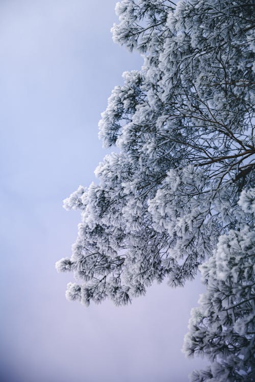 Low-Angle Shot of Snow Covered Tree