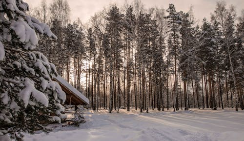 бесплатная Бесплатное стоковое фото с деревья, зима, лес Стоковое фото