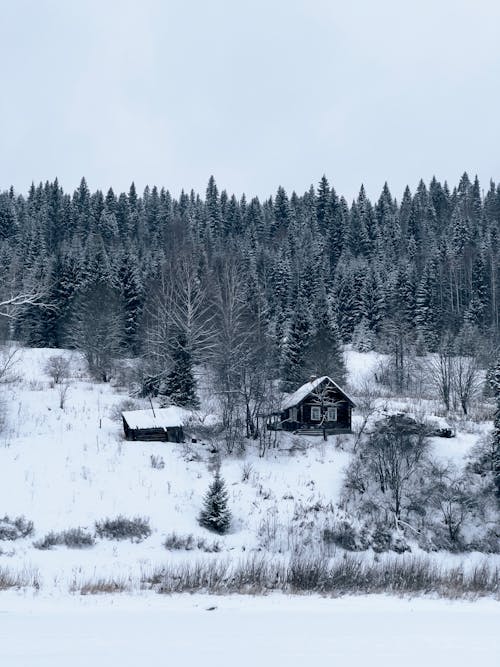 bezplatná Základová fotografie zdarma na téma borovice, domy, dřevo Základová fotografie