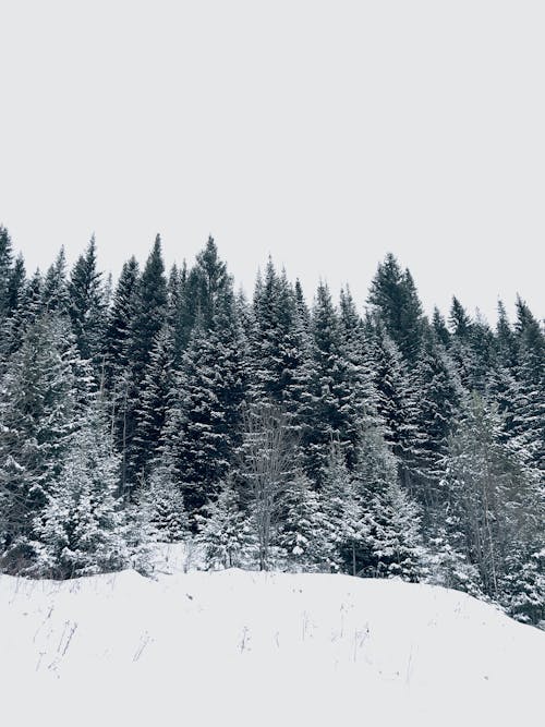 Základová fotografie zdarma na téma jehličnany, rýma, sníh