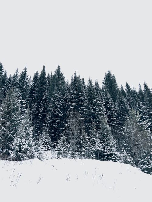 Free Snowy pine trees in a serene winter forest, capturing the essence of nature's quiet beauty. Stock Photo