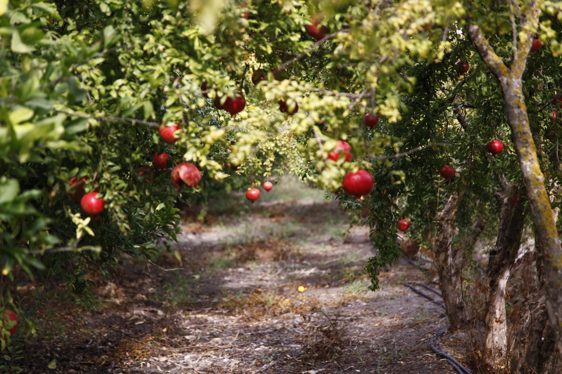 L'Azerbaïdjan développe ses exportations de grenades pour s'imposer sur le marché mondial