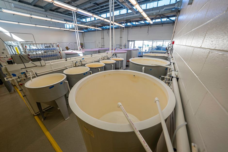 Genentech investiert 750 Millionen Dollar in US-Produktionsausbau
