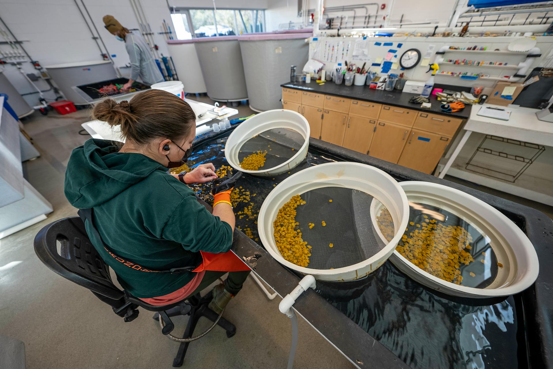 A technician in an aquaculture lab sorts aquatic samples for research and analysis.