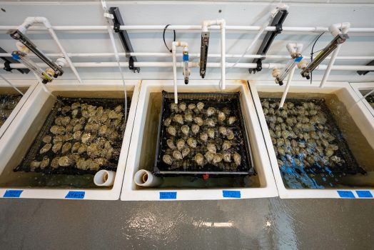 Shellfish on Washing Machinery in a Factory