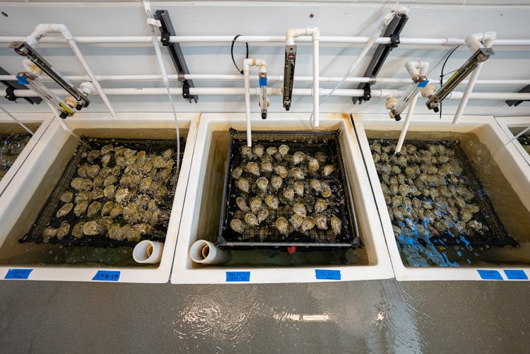 Shellfish On Washing Machinery In A Factory