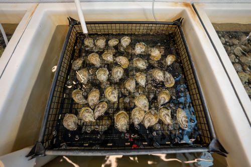 Free High-angle view of oysters being rinsed in a hatchery facility tank in North Carolina. Stock Photo