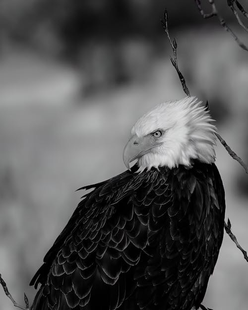 Free Monochrome Photograph of a Bald Eagle Stock Photo
