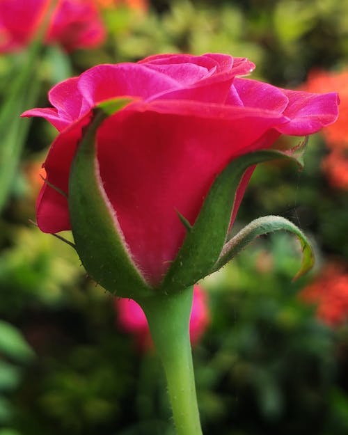 Free stock photo of nature, rose
