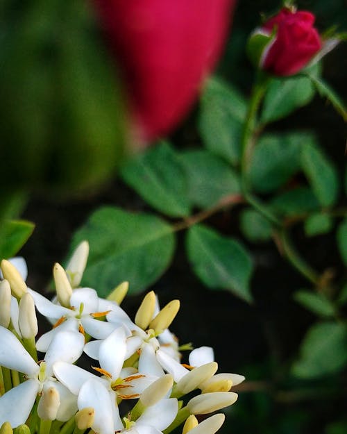 Kostenloses Stock Foto zu blume, fokus, verschwimmen