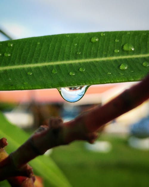 Free stock photo of nature, raindrop