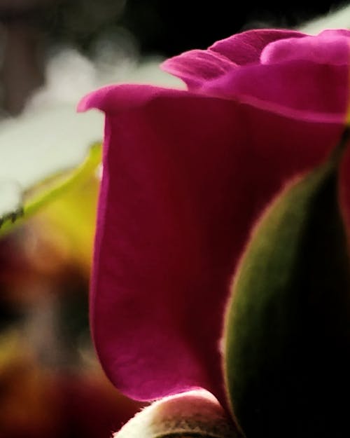 장미, 확대의 무료 스톡 사진