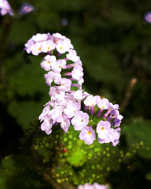 Kostenloses Stock Foto zu blume, natur