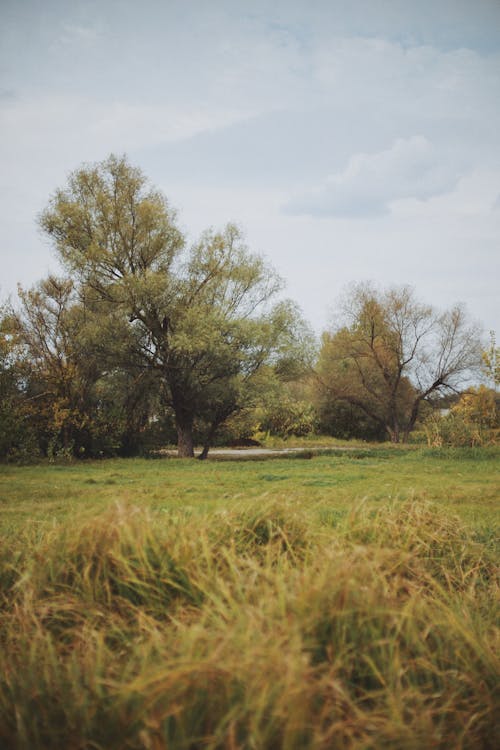 Foto profissional grátis de árvores, campo, campo de grama
