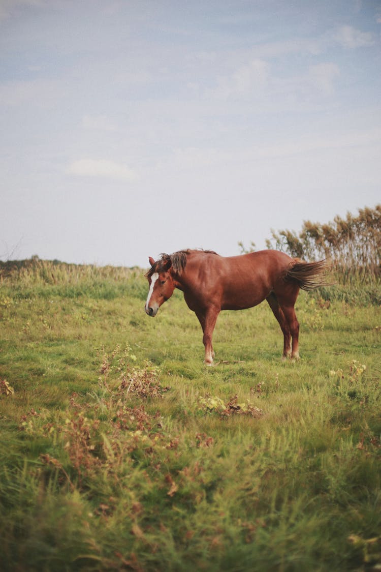 Horse Standing In Field Of Grass