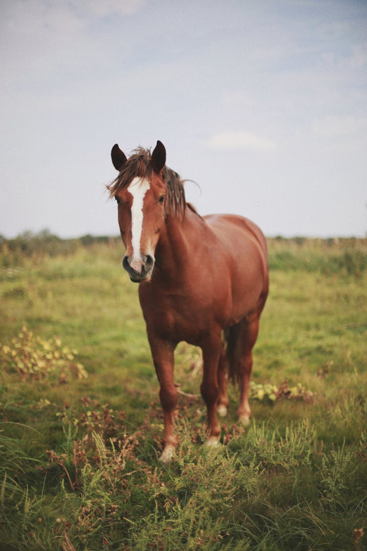 Horse Standing In Field Of Grass