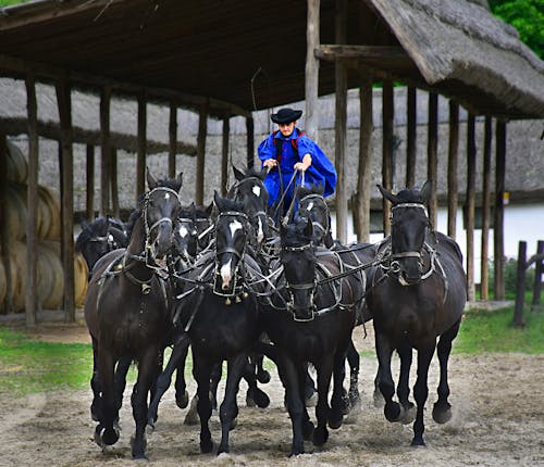 Gratis lagerfoto af hest gård, hesterytter, rytter