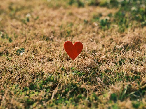 A Red Heart on Grass