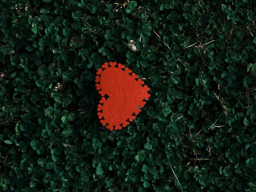 Red Heart Shaped on the Green Plants 