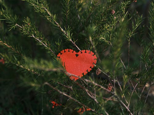 Free A Red Heart on Green Leaves Stock Photo