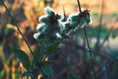 Free stock photo of cold, flower, frost Stock Photo